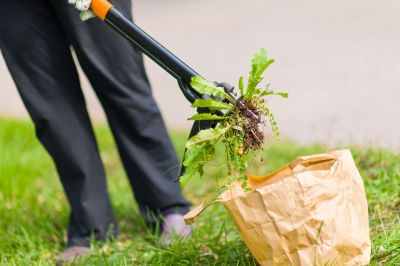 Weed Pulling