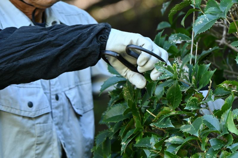 Holly Bushes Trimming in Honolulu, HI