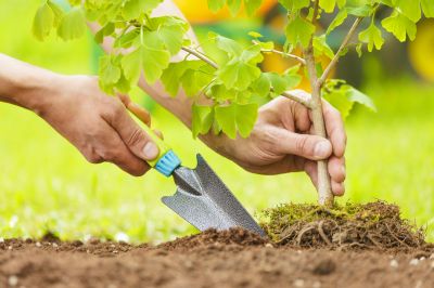 Pear Tree Planting in Honolulu, HI