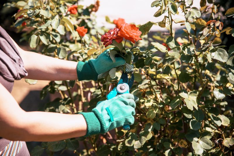 Rose Bush Pruning in Honolulu, HI