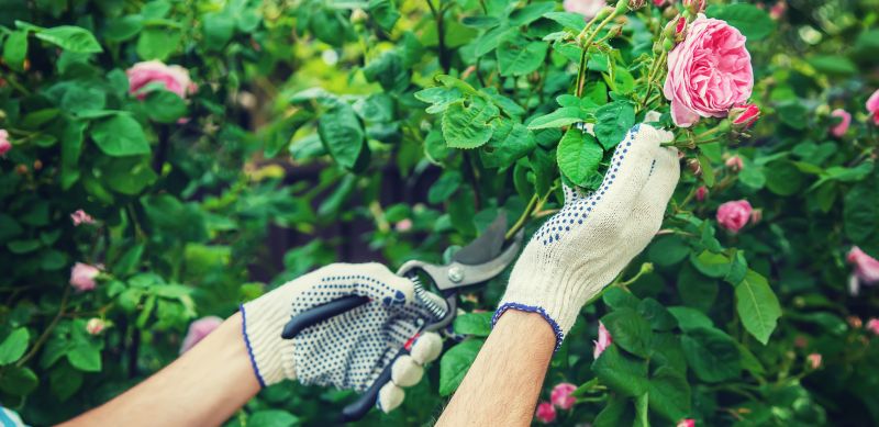 Rose Bush Pruning in Honolulu, HI