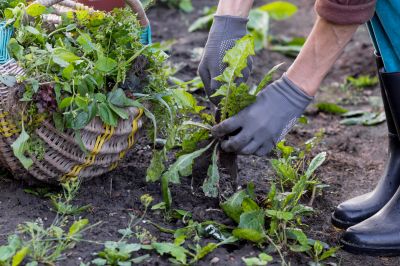 Effective Weed Pulling Services — cost of