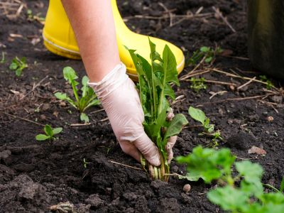 Effective Weed Pulling Services — cost of