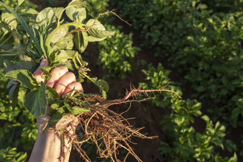 Effective Weed Pulling Services — cost of
